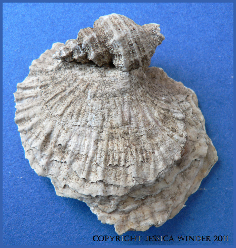 An ancient Saxon period oyster shell (Ostrea edulis Linnaeus) the spat of which originally settled on the shell of a Sting Winkle, Ocenebra erinacea (Linnaeus), which survives attached to the heel of the mature oyster.
