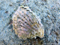 Live wild oysters at Port Douglas in Queensland
