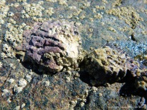 Live wild oysters at Port Douglas in Queensland