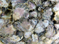 Australian oysters at Cape Tribulation