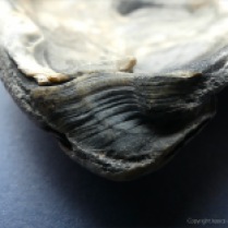 Modern beach-worn Ostrea edulis Flat Oyster shell ligament scar with growth lines